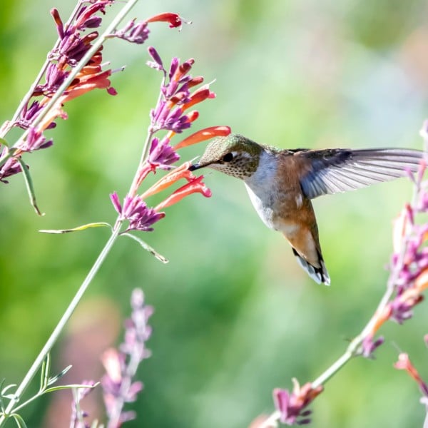 Hummingbird getting nectar from flower