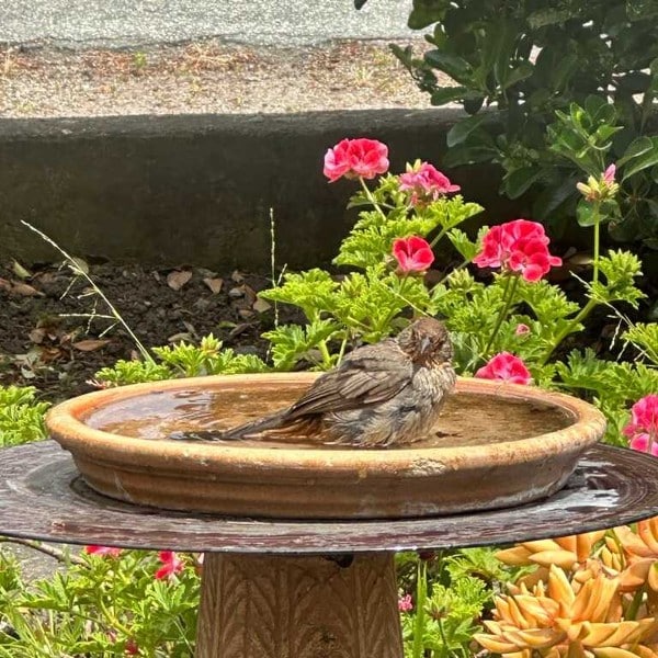Bird bathing in a bird bath